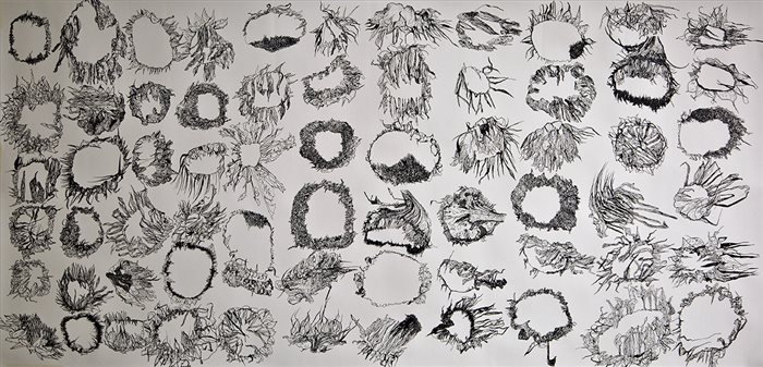 Farina Bayat, 66 dried sunflowers, Ink on paper, 90 x 190 cm, 2018