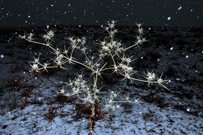 Salar Shams, Thistle and hideous, Digital photography printed on fine art paper, 60 × 40 cm, 2018-2019